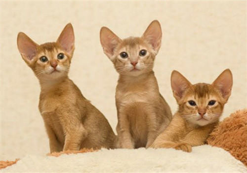 猫癣的预防和治疗方法 猫癣的预防和治疗方法