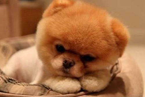 家庭养犬应遵循的美容时间