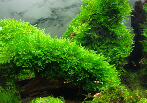 水族箱前景草的种植方法 水族箱前景草的种植方法