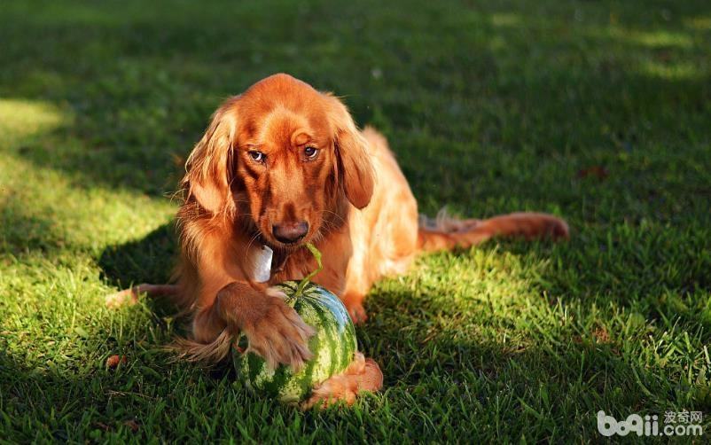 给狗狗吃水果的注意事项都有哪些？
