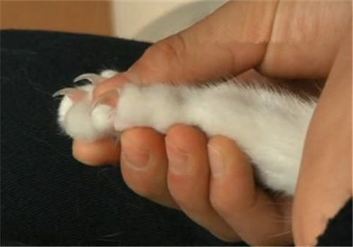 猫咪突然抓人的原因分析 猫咪突然抓人的原因分析