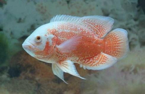 地图鱼吃什么？地图鱼饲养