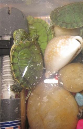 宠物龟加温过冬的几种方法介绍