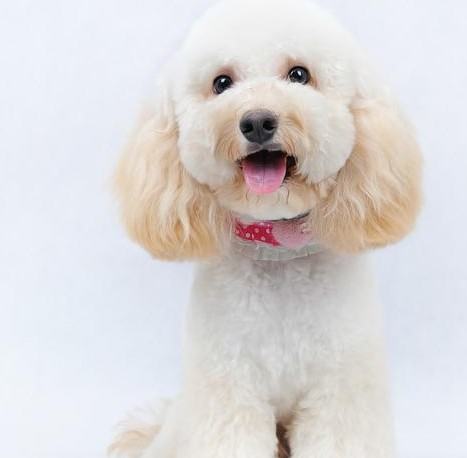 矿物质对犬的应用和缺乏的症状