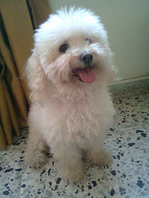 为爱犬做衣服的注意事项