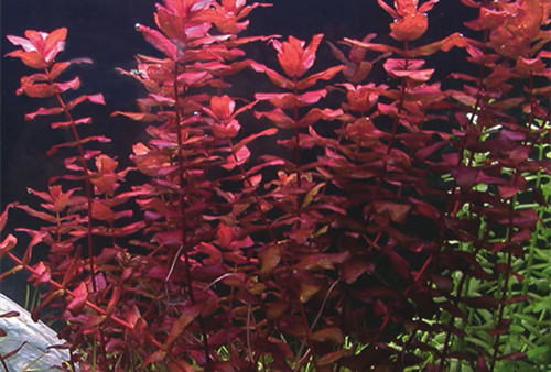 水草种植培养三要素