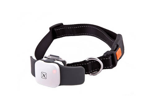 为什么狗狗走丢的事情常常发生 为什么狗狗走丢的事情常常发生