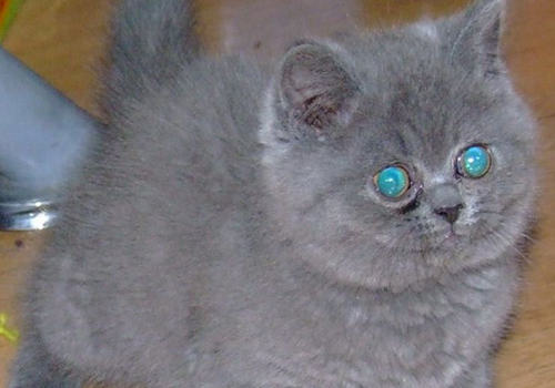 如何正确地教育猫咪