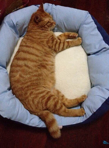 猫咪是真的懒，还是只是懒得搭理你？
