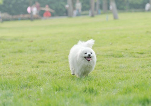 博美犬的基本训练