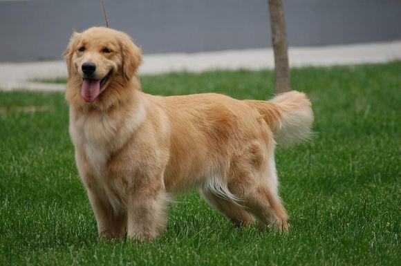 什么是赛级金毛？赛级金毛与宠物级金毛有何区别？