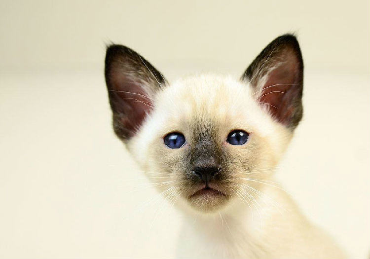猫咪磨爪子是怎么回事？ 如何阻止猫咪磨爪
