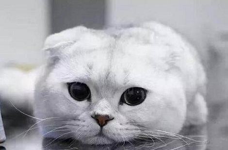 猫鼻支和猫疱疹病毒有什么区别? 猫鼻支和猫疱疹病毒有什么区别?