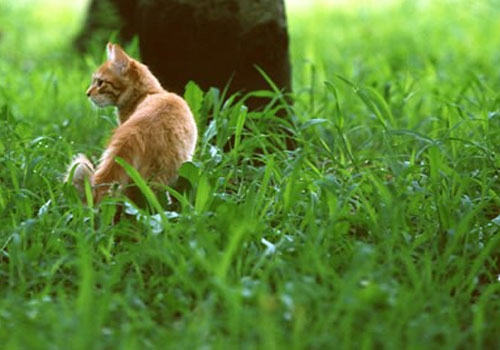 猫咪莱姆病的症状及防治