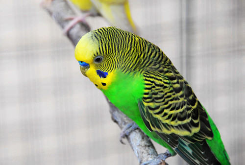 常见喂食鹦鹉的粒料分析