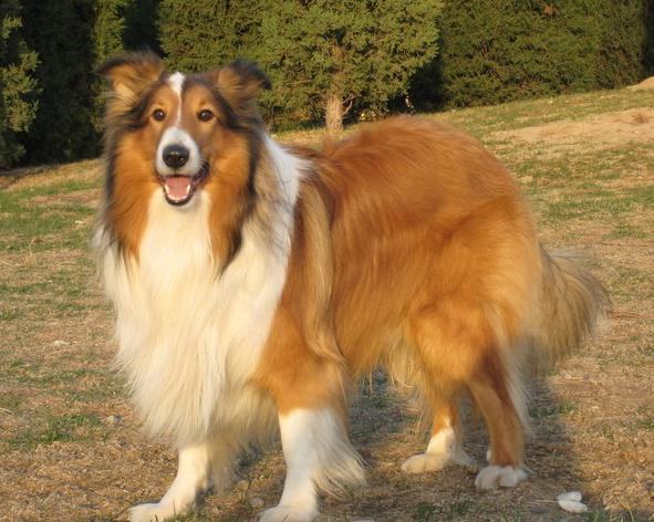 苏格兰牧羊犬跟随主人行走怎么训练