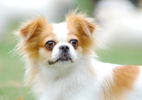 如何护理新生幼犬？8个要点