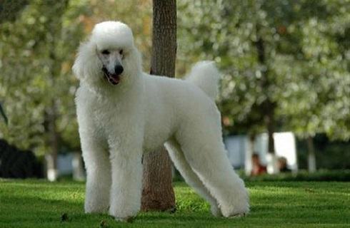 巨型贵宾犬多少钱？巨型贵宾犬价格
