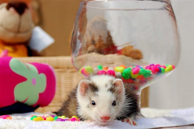 如何为宠物貂选择营养品