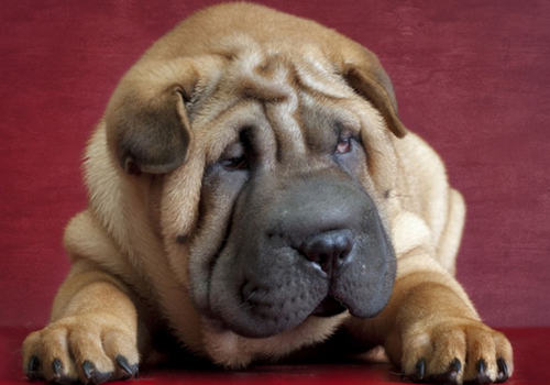 狗狗防冻液中毒的处理