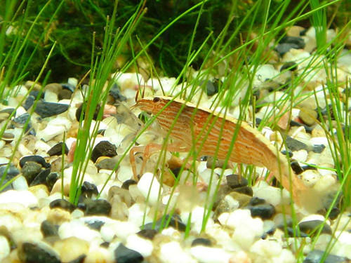 水族箱碱性水体该如何解决