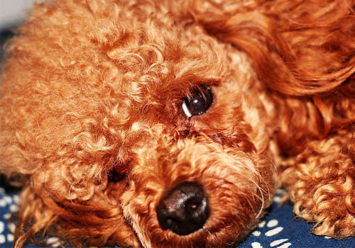 为什么狗狗走丢的事情常常发生 为什么狗狗走丢的事情常常发生