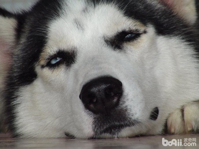 导致狗狗流口水的原因都有哪些? 导致狗狗流口水的原因都有哪些?