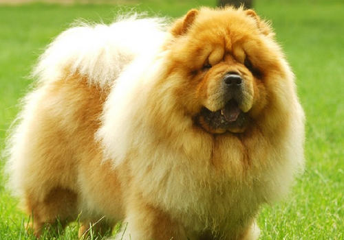 犬真菌性鼻炎的诊断方法
