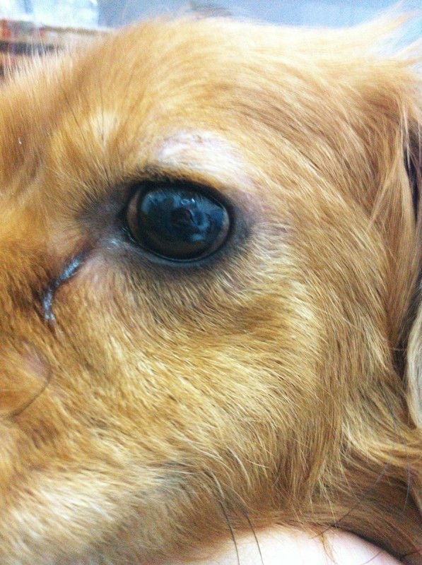 狗狗的“樱桃眼”该怎么办？