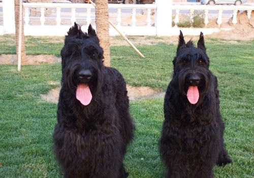 犬立耳手术的步骤