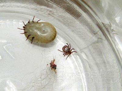 犬猫常见的体外寄生虫介绍 犬猫常见的体外寄生虫介绍