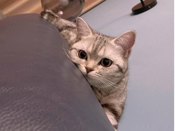 养猫小白怎么判断猫要不要驱虫?