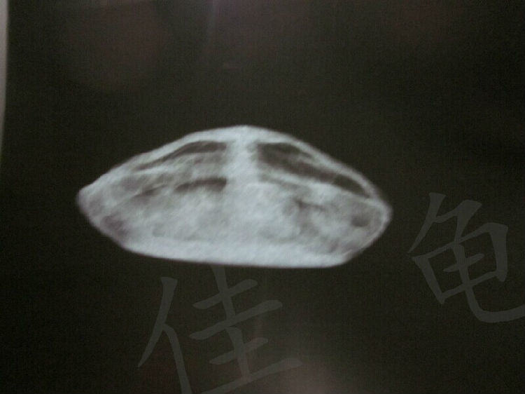 宠物龟能做X光吗？