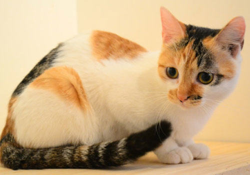 猫咪身上的花斑怎么产生的？