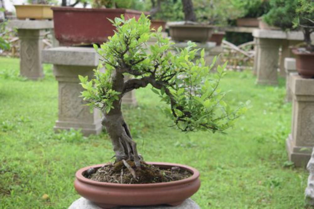 总说屋里不能“养树”，这4种树摆家里，能“旺运”添财...