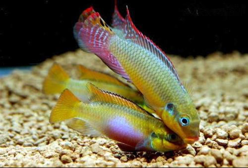 七彩凤凰鱼的饲养要点