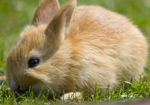 母兔是否需要绝育