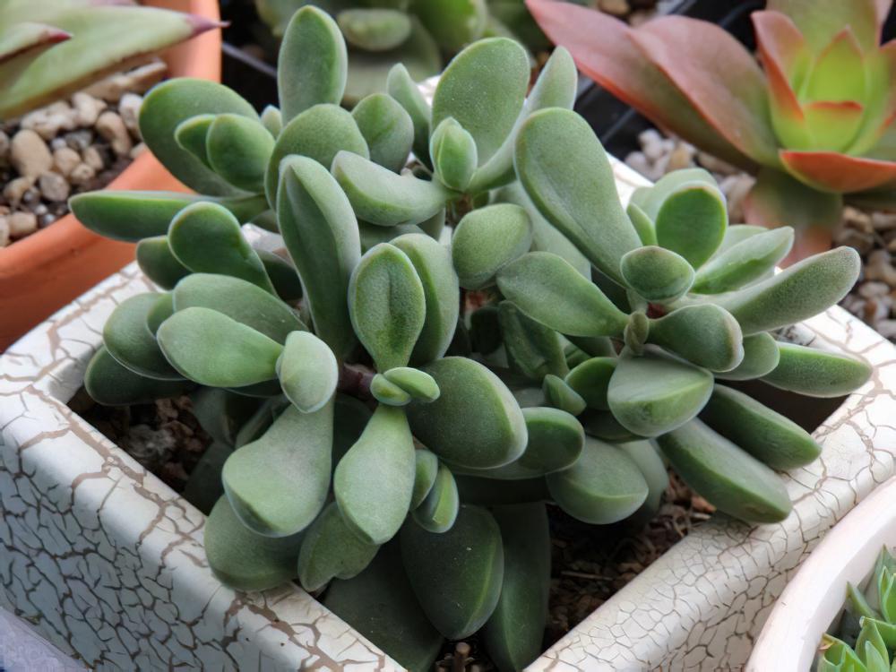 若歌诗Crassula Rogersii