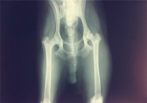 关于宠物的肥胖问题 关于宠物的肥胖问题