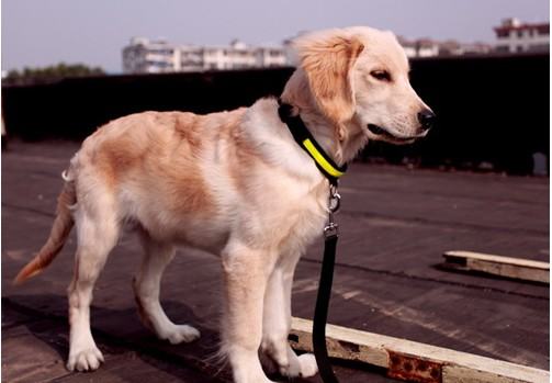 狗狗组织胞浆菌病介绍