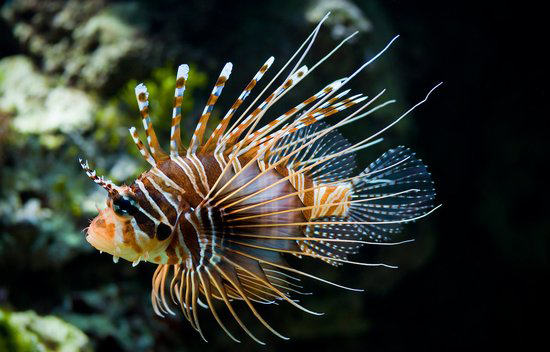 如果被狮子鱼刺伤怎么办