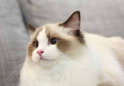 猫咪养护误区之它们都会控制自己的食量