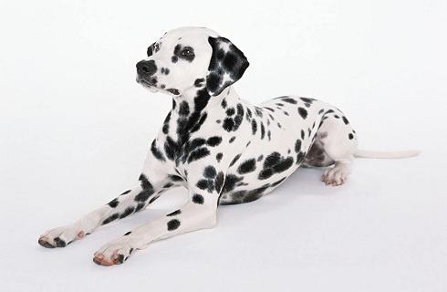 狗狗不服管教怎么办? 狗狗不服管教怎么办?