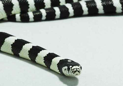 加州王蛇的饲养要点