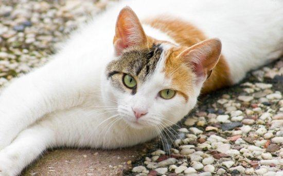 怎样知道猫咪是否有耳螨