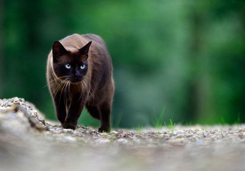 垂体肿瘤会让猫咪出现什么症状