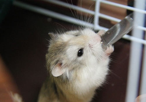 仓鼠托运的注意事项