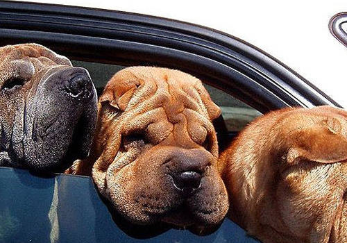 狗狗乘车需要注意哪些潜在威胁