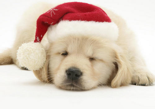 狗狗鼻炎怎么处理