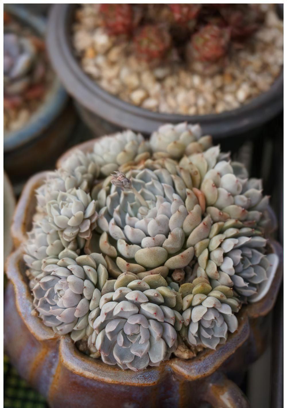 minima家族大起底：Echeveria minima姬莲和她的近亲们